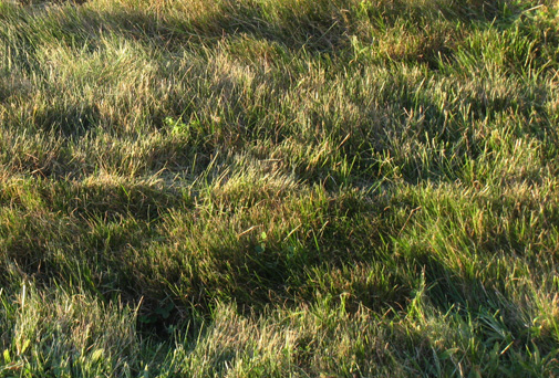 grass_after.jpg