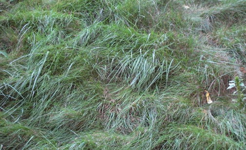 grass_before.jpg