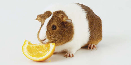 guineapig_eating.jpg