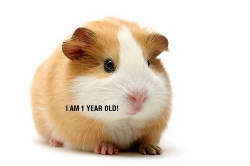 guinea_pig_1yr.jpg