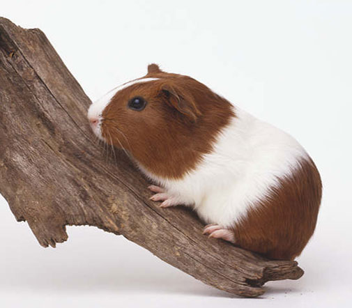 guinea_pig.jpg