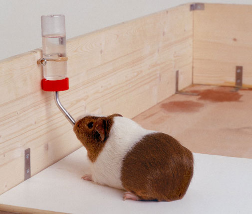 guinea_pig_drinking_water.jpg