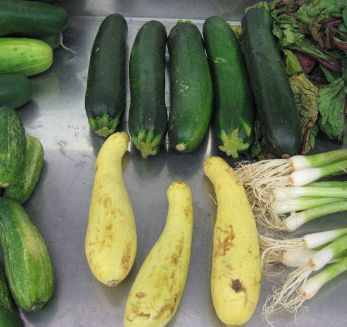 zucchini_squash.jpg