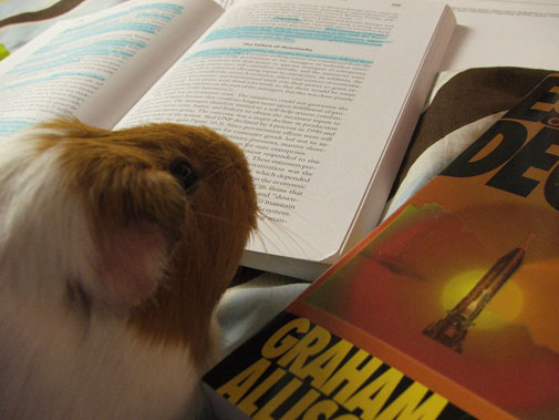 guinea_pig_studying.jpg