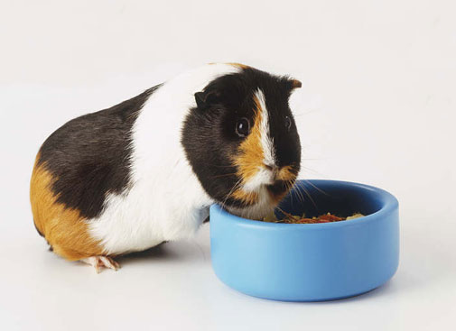 guinea-pig-eating.jpg