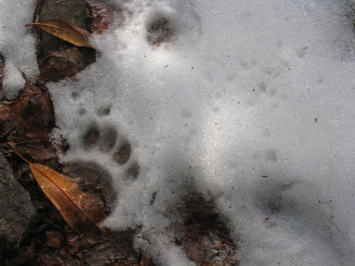 bear_footprint.jpg